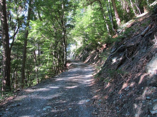 Der Wanderweg führt einem zuerst über eine Fahrstrasse durch den Sgaiwald