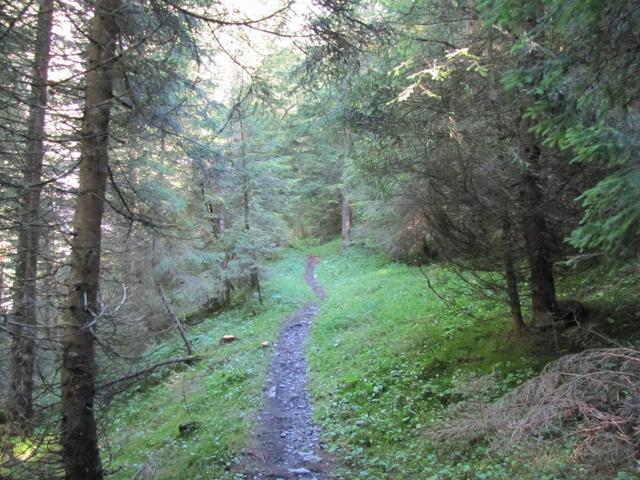 im dichten Wald bei Gross Schoss kurz vor Punkt 1523 m.ü.M.