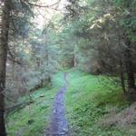 im dichten Wald bei Gross Schoss kurz vor Punkt 1523 m.ü.M.