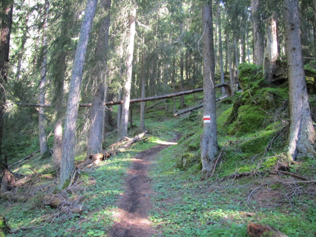 im Wald bei Chli Schoss