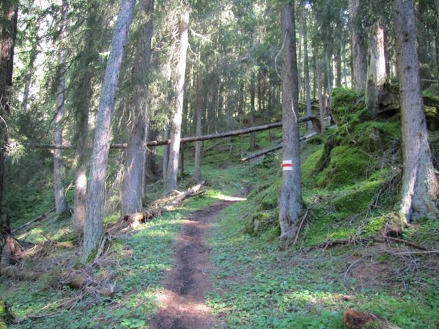 im Wald bei Chli Schoss