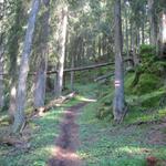 im Wald bei Chli Schoss