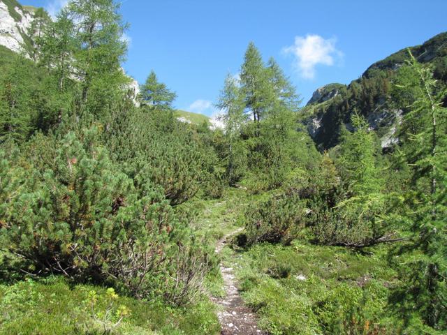 der Wanderweg führt einem zwischen Föhren und Lärchen