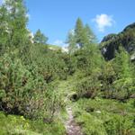 der Wanderweg führt einem zwischen Föhren und Lärchen