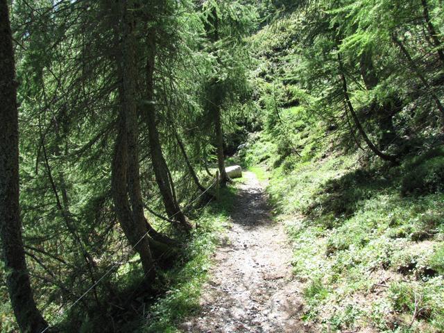 der Wanderweg führt durch Lärchen und Tannenwälder