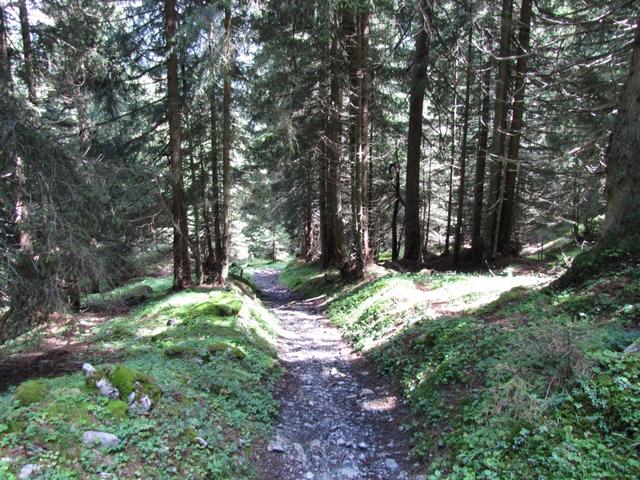 alles weiter abwärts durch den Wald