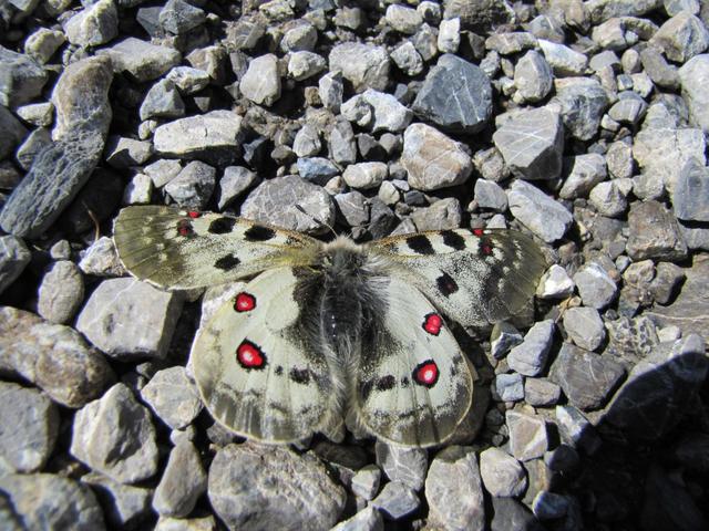 fast wären wir draufgetreten. Ein starkt bedrohter und darum streng geschützter Apollofalter