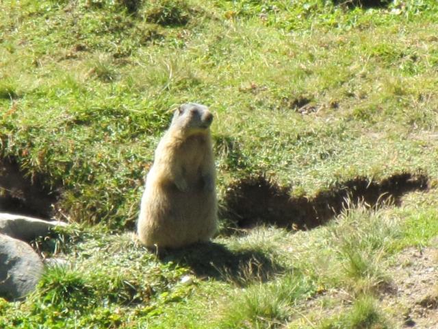 die Murmeltiere haben sich im Sommer eine schöne Fettschicht angefressen