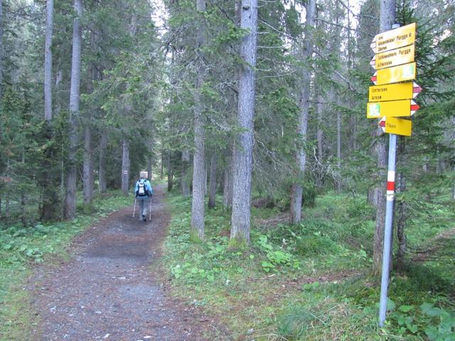 der Wanderweg führt durch einen kleinen Wald