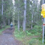 der Wanderweg führt durch einen kleinen Wald