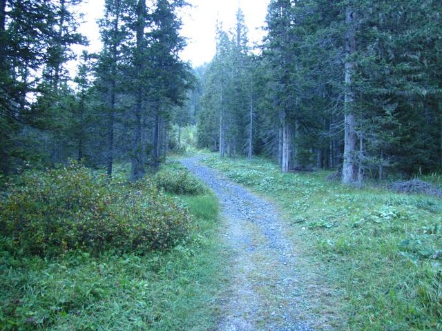 weiter geht es durch den Wald