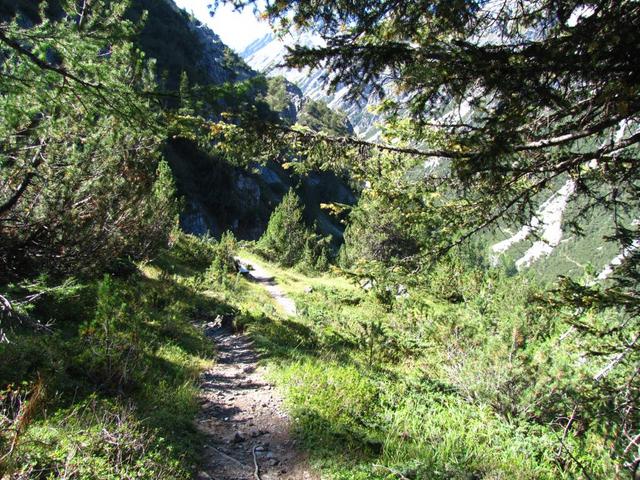 der Weg führt zwischen Lärchen, Tannen und Legföhren