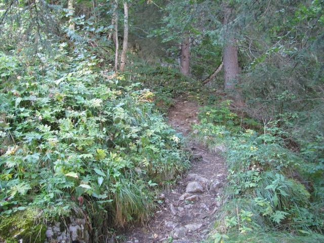 schon nach den ersten Schritten im Wald, beginnt der steile Aufstieg