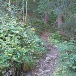 schon nach den ersten Schritten im Wald, beginnt der steile Aufstieg