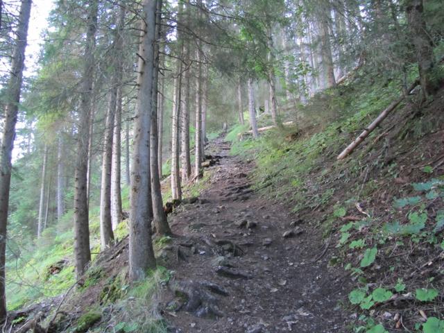 weiter durch den Wald bei Dürreschwand geht es Richtung Punkt 1435 m.ü.M.