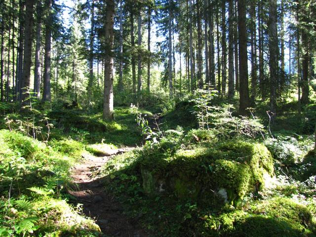 der Wanderweg führt nun durch einen schönen Wald