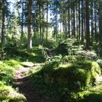 der Wanderweg führt nun durch einen schönen Wald