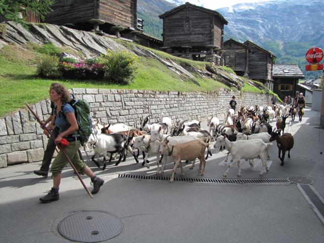 in Saas-Fee kommen wir in den Genuss von einem Alpabzug