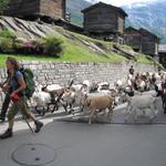 in Saas-Fee kommen wir in den Genuss von einem Alpabzug