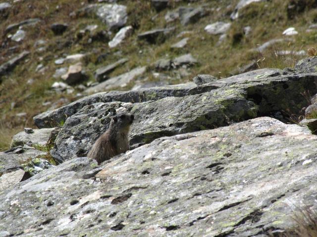 unsere Bergfreunde die Murmeltiere