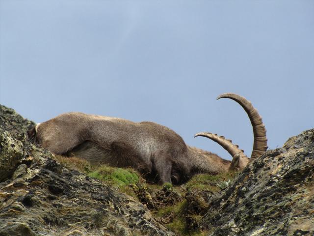 direkt über uns ein kapitaler Steinbock