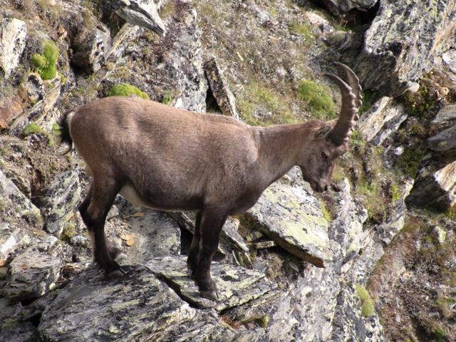 direkt vor uns ein junger Steinbock