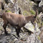 direkt vor uns ein junger Steinbock