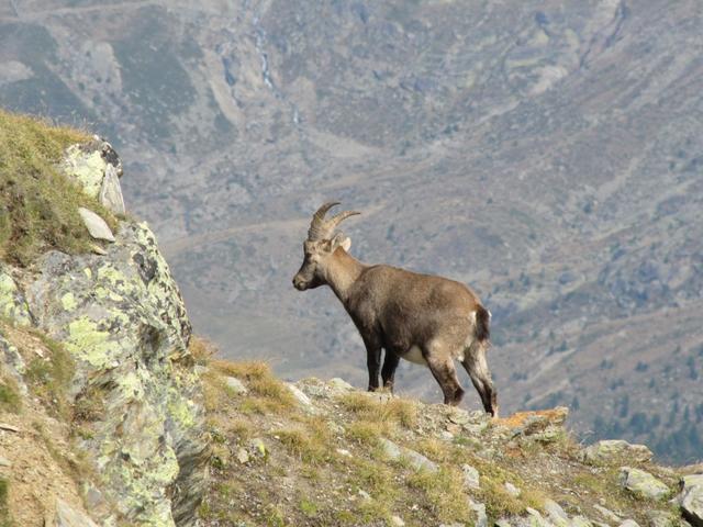 ein junger Steinbock direkt vor uns