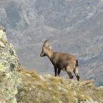 ein junger Steinbock direkt vor uns