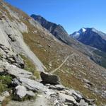 die Aussicht ändert sich nun. Direkt vor uns ist nun der Allmagelerhorn und der Stellihorn ersichtlich