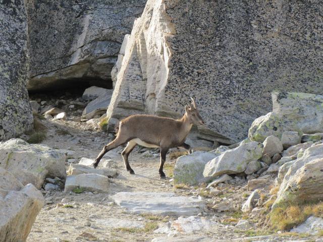 junge Steinböcke vor der Hütte