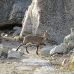 junge Steinböcke vor der Hütte