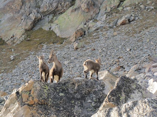 das Steinwild schleckt den Salz weg, der hingelegt worden ist