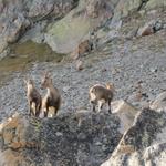 das Steinwild schleckt den Salz weg, der hingelegt worden ist