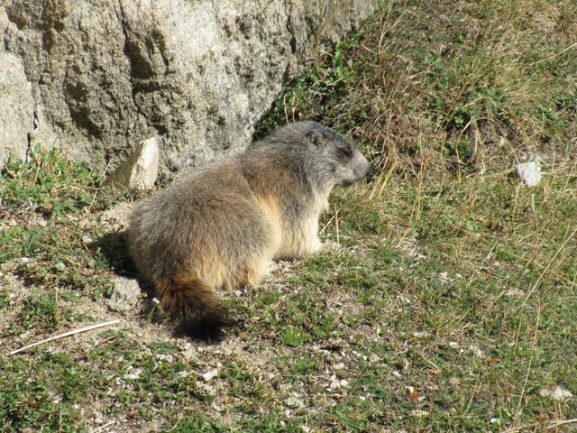 unsere treuen Begleiter auf vielen Wanderungen, die Murmeltiere