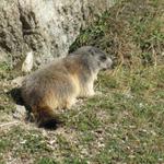 unsere treuen Begleiter auf vielen Wanderungen, die Murmeltiere