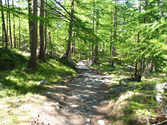 wir tauchen in den schönen Wald von Mittli Flüe ein