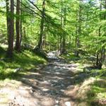 wir tauchen in den schönen Wald von Mittli Flüe ein