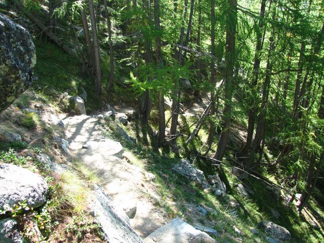 der Weg führt durch den Wald von Mittli Flüe