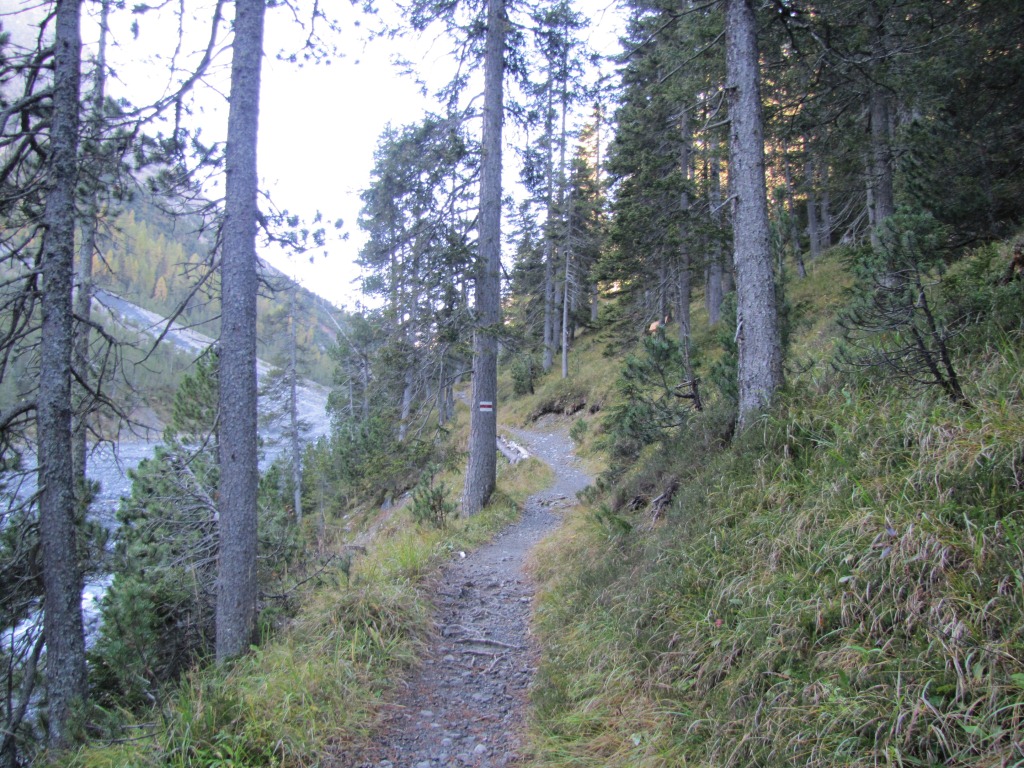 der Weg führt zuerst durch einen Tannenwald