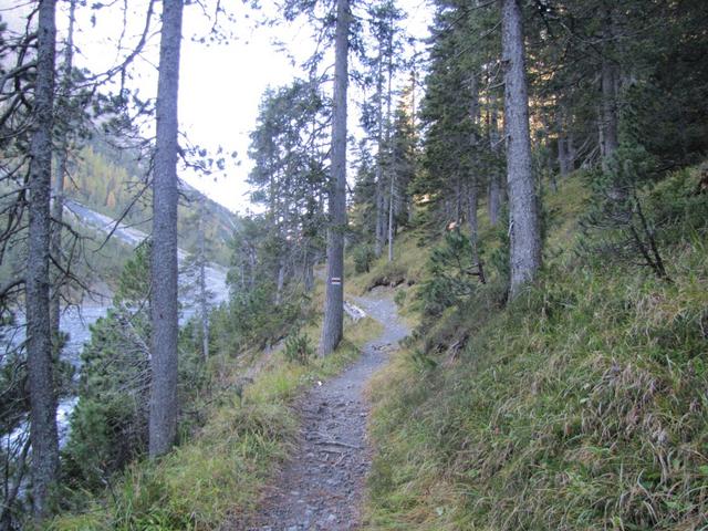 der Weg führt zuerst durch einen Tannenwald