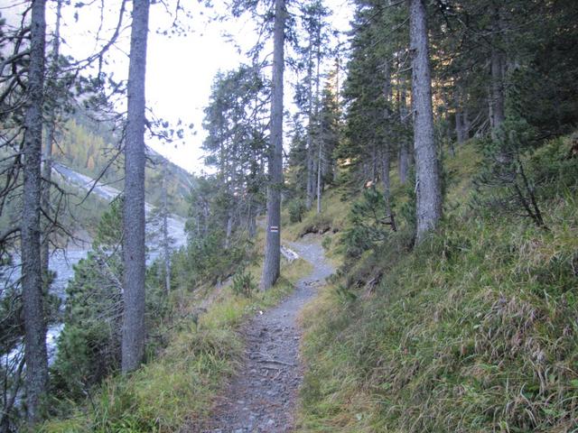 der Weg führt zuerst durch einen Tannenwald
