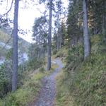 der Weg führt zuerst durch einen Tannenwald