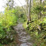durch einen schönen Herbstwald führt der einfache Wanderweg aufwärts