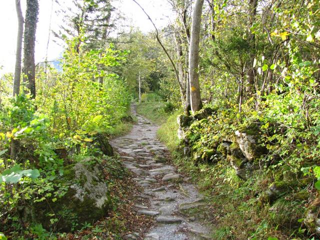 durch einen schönen Herbstwald führt der einfache Wanderweg aufwärts