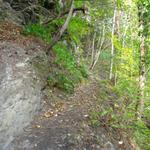 durch einen schönen Wald geht der Weg nun steiler weiter aufwärts