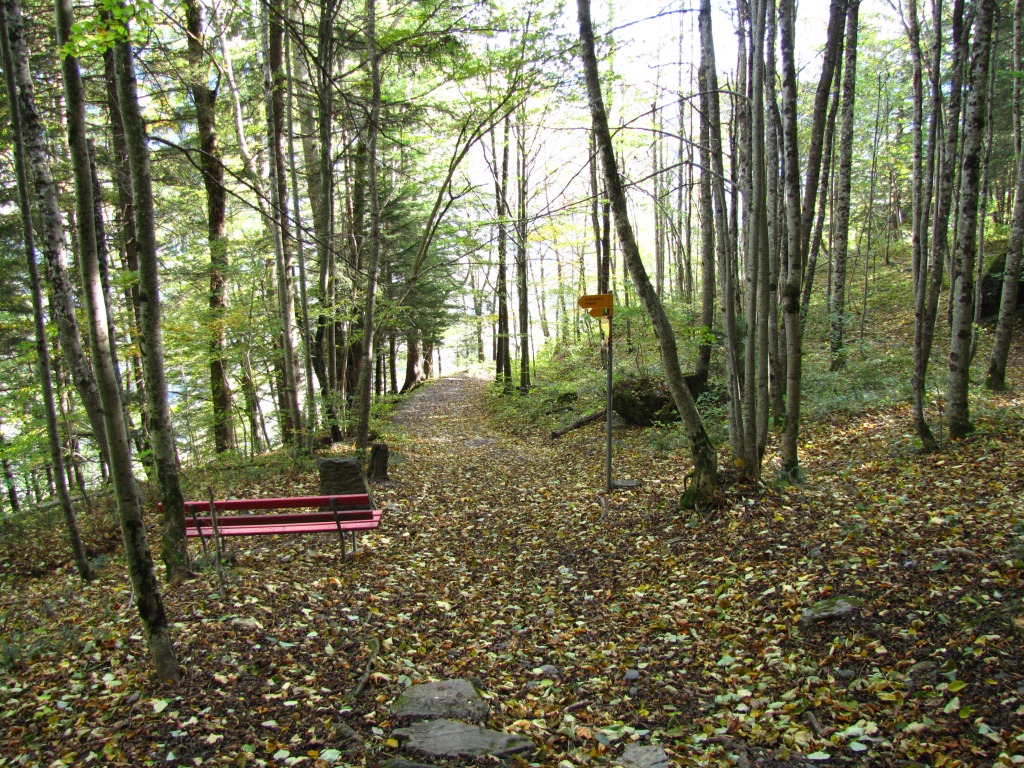 es geht wieder durch den Wald