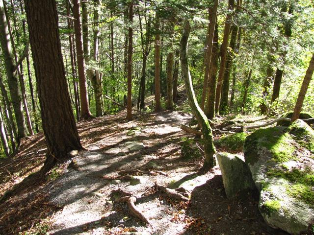 steil geht es im Chirchen Wald abwärts Richtung Wychel