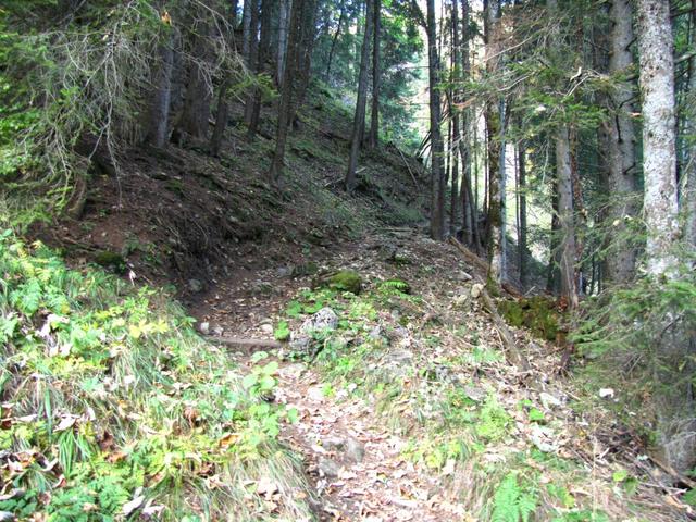 danach geht es wieder in den Wald