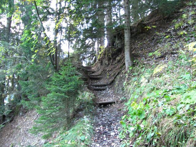 durch einen schönen Waldweg führt der Wanderweg gemächlich aufwärts